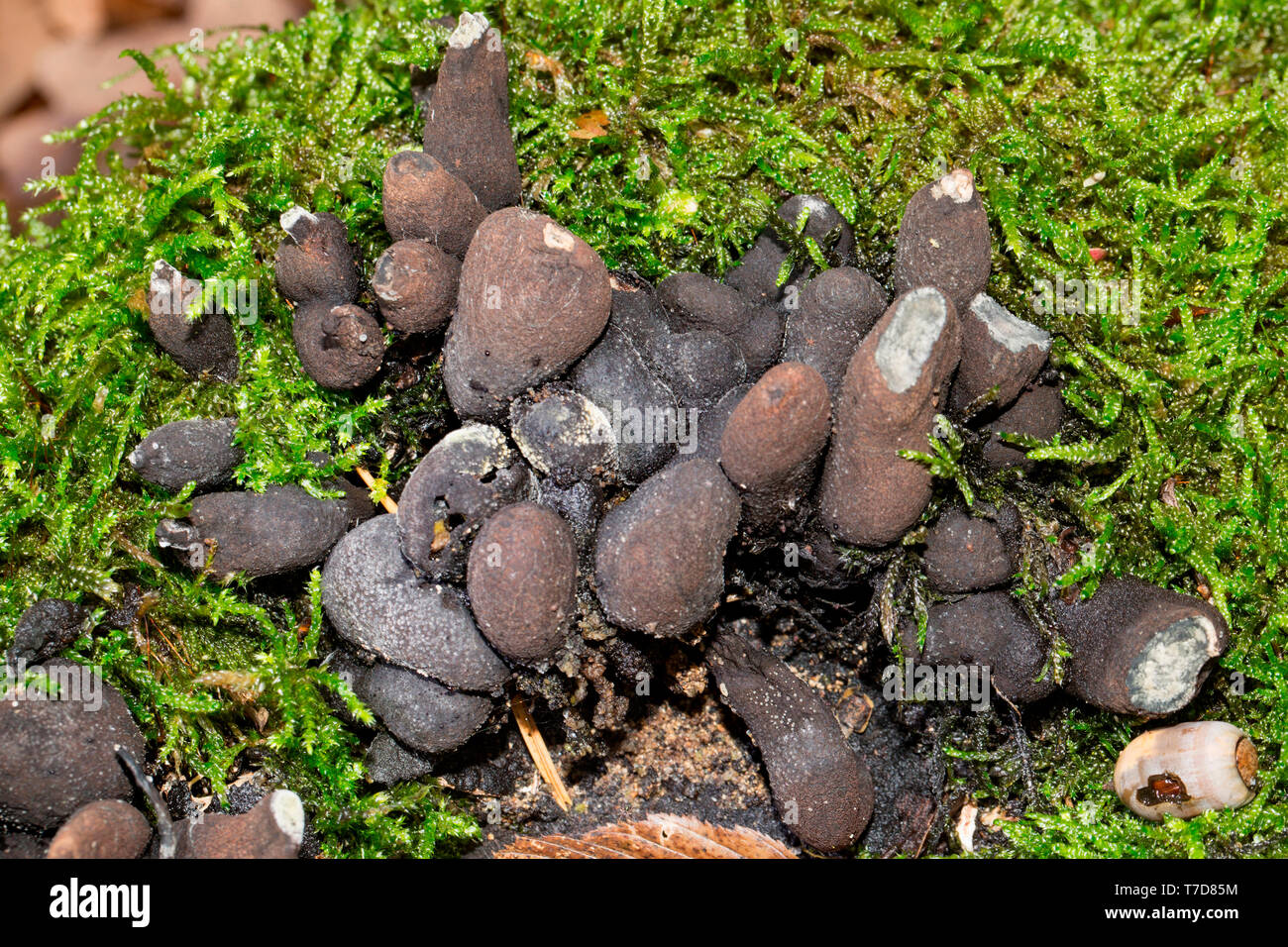 Der tote Mann Fingern, (Xylaria polymorpha) Stockfoto