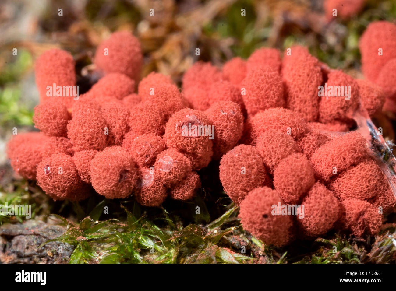 Karneval candy Schleimpilze Arcyria, (Denudata) Stockfoto