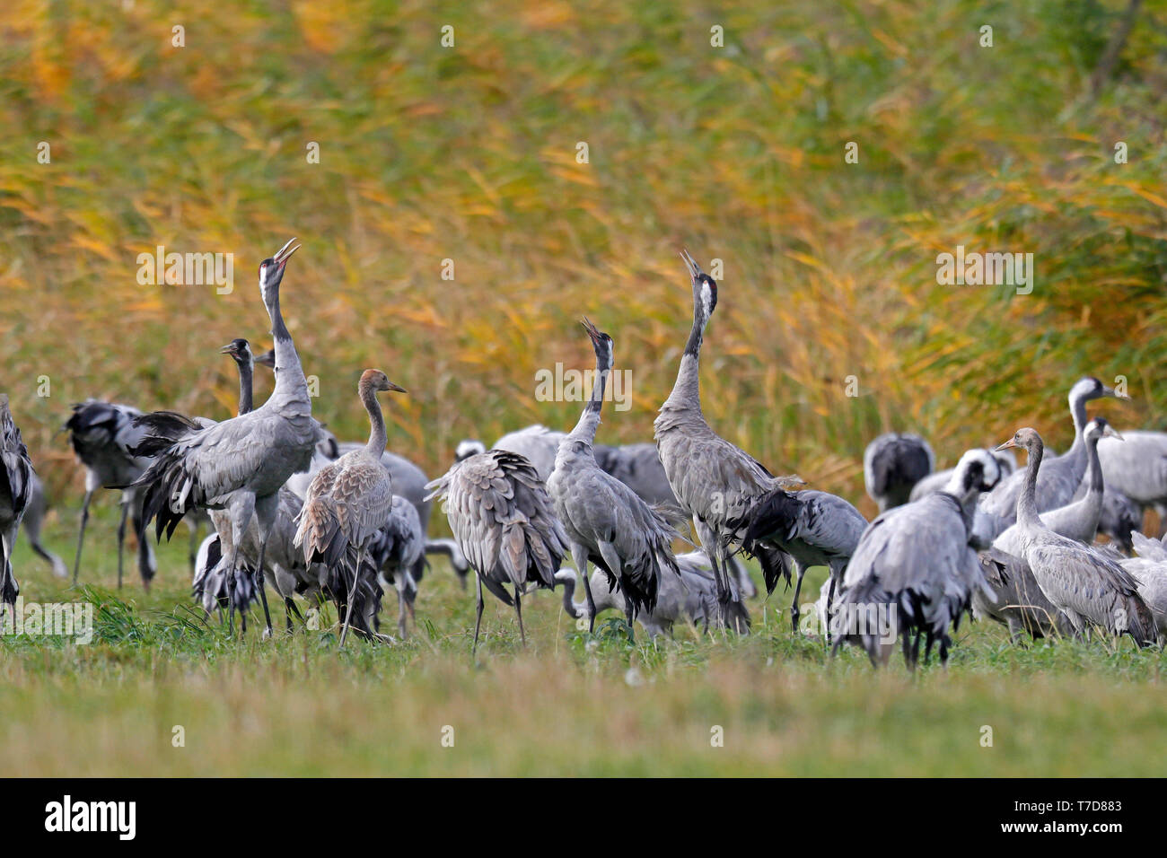 Kranich (Grus Grus), Wildlife, Nationalpark Vorpommersche Boddenlandschaft, Mecklenburg-Vorpommern, Deutschland Stockfoto
