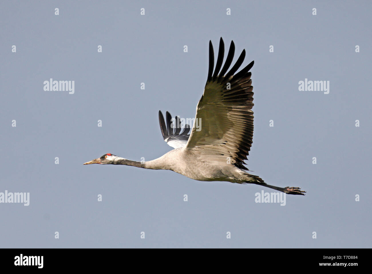 Kranich (Grus Grus), Wildlife, Nationalpark Vorpommersche Boddenlandschaft, Mecklenburg-Vorpommern, Deutschland Stockfoto
