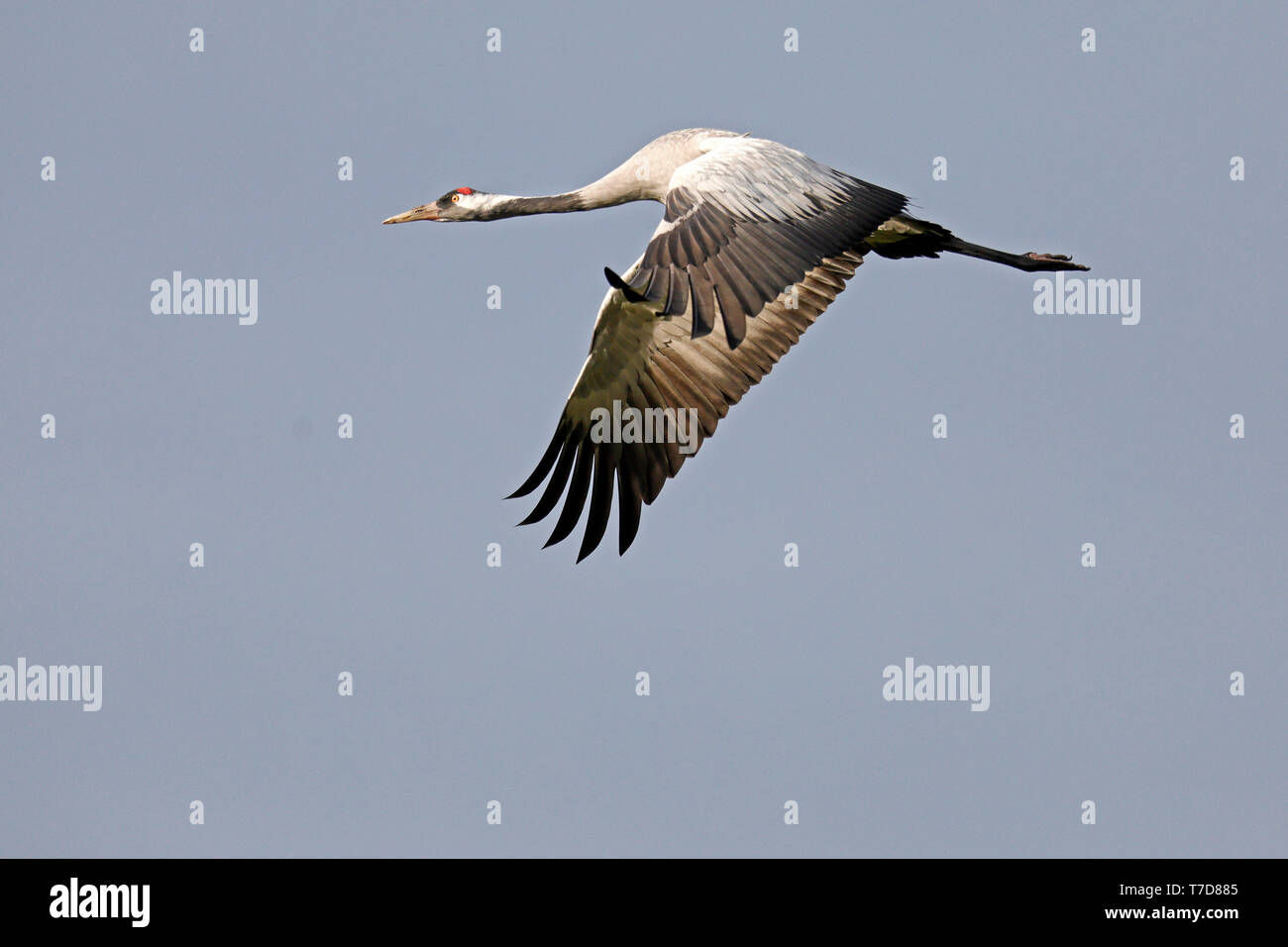 Kranich (Grus Grus), Wildlife, Nationalpark Vorpommersche Boddenlandschaft, Mecklenburg-Vorpommern, Deutschland Stockfoto