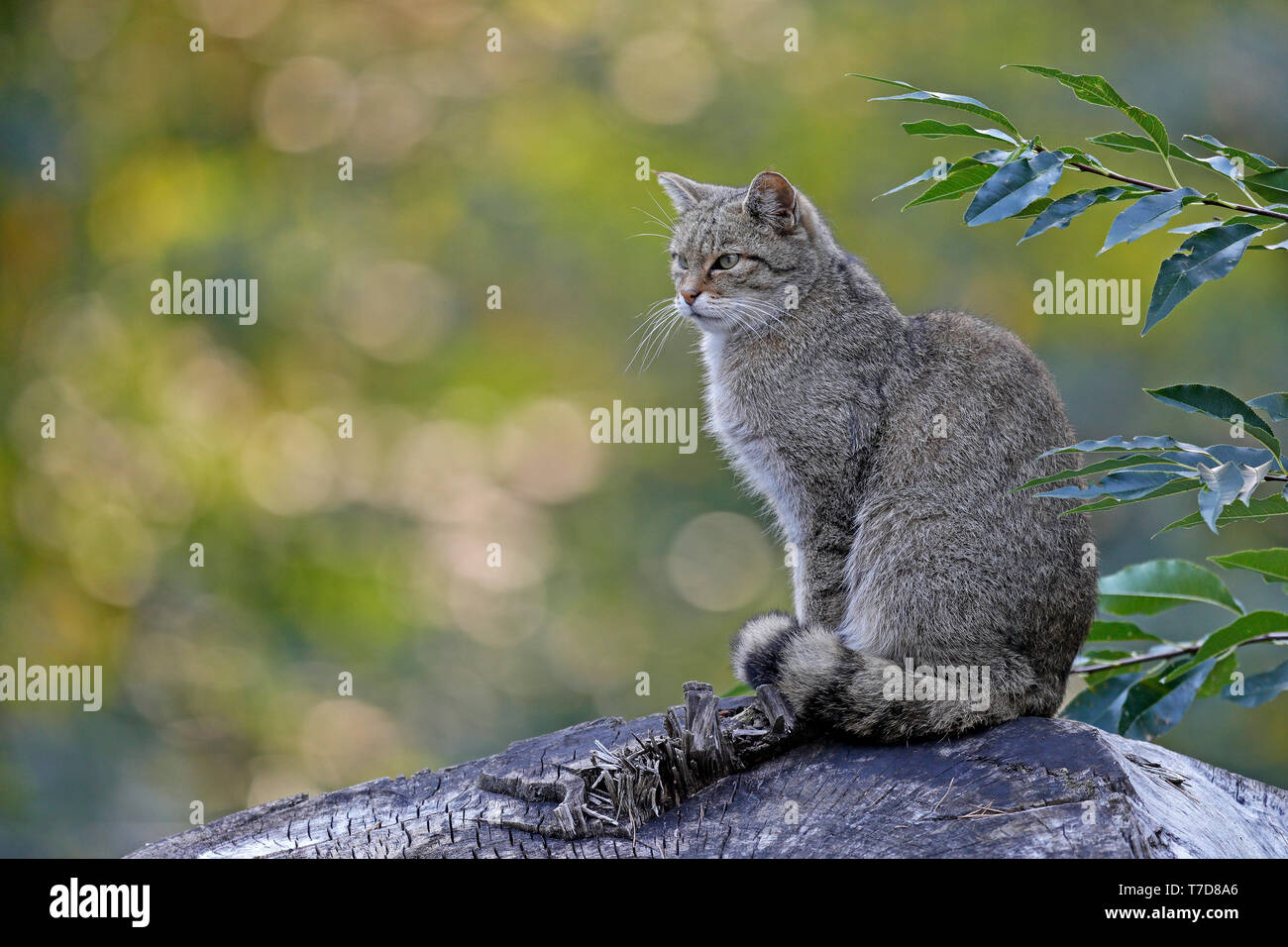 Gemeinsamen Wildkatze, (Felis Silvestris), gefangen Stockfoto