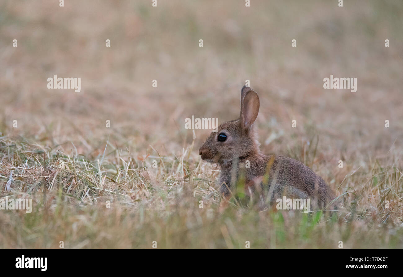 Europäische Kaninchen, Nordrhein-Westfalen, Deutschland, Europa, (Oryctolagus cuniculus) Stockfoto