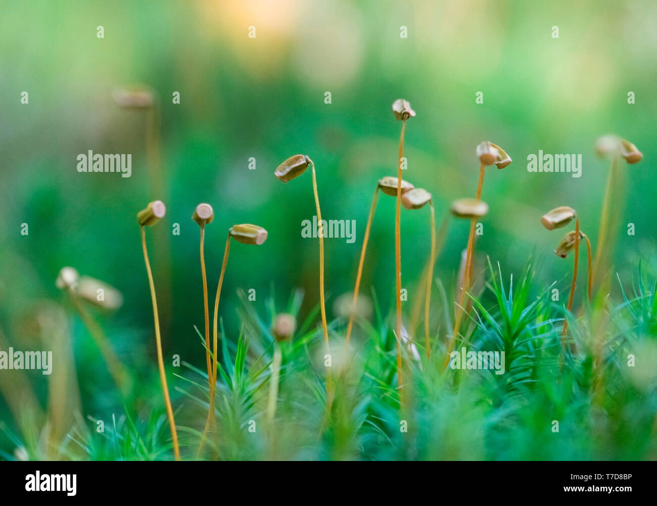Common haircap, Nationalpark Vorpommersche Boddenlandschaft, Fischland-Darß-Zingst, Mecklenburg-Vorpommern, Deutschland, (Polytrichum commune) Stockfoto
