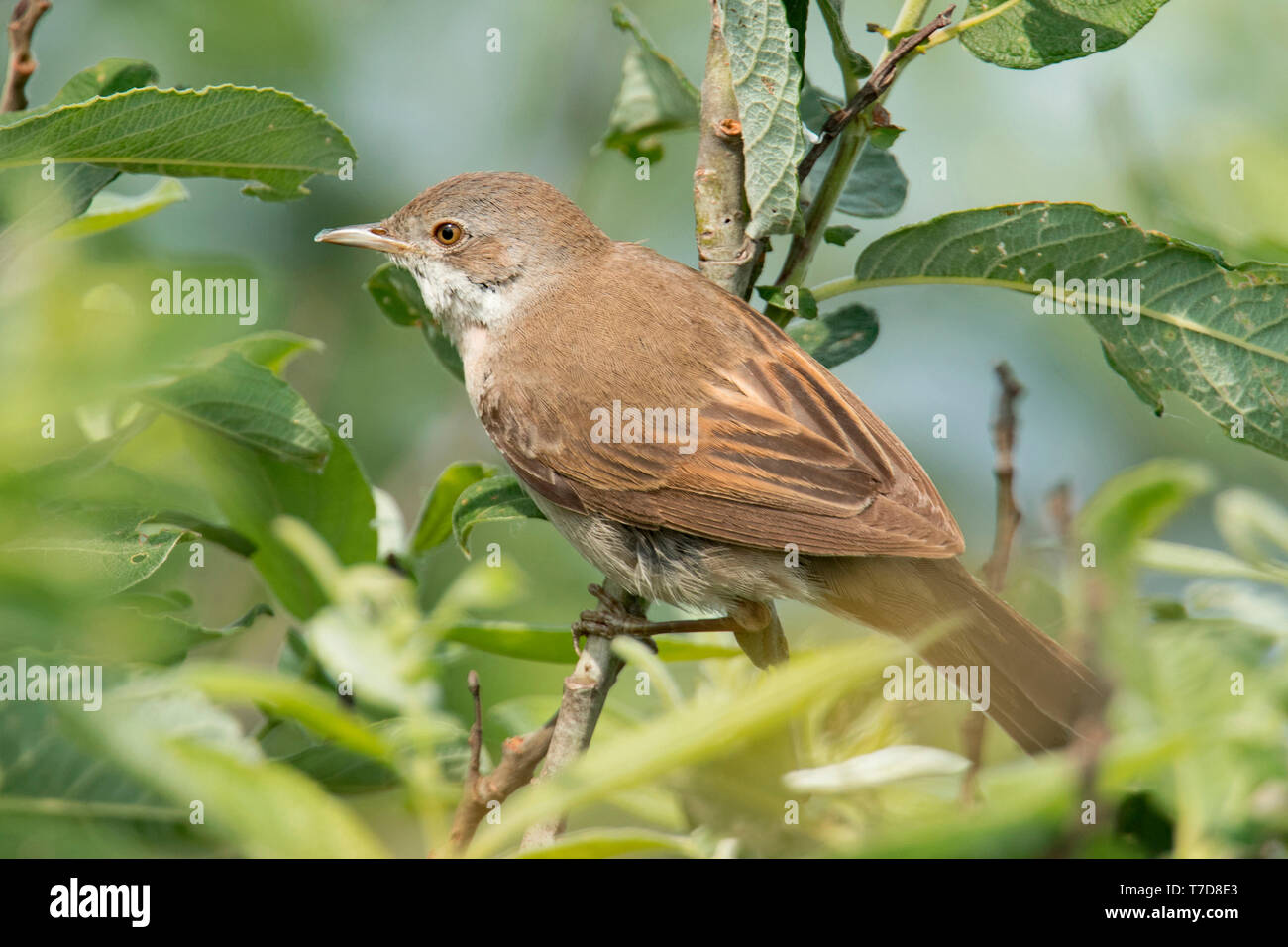 Common Whitethroat (Sylvia communis) Stockfoto