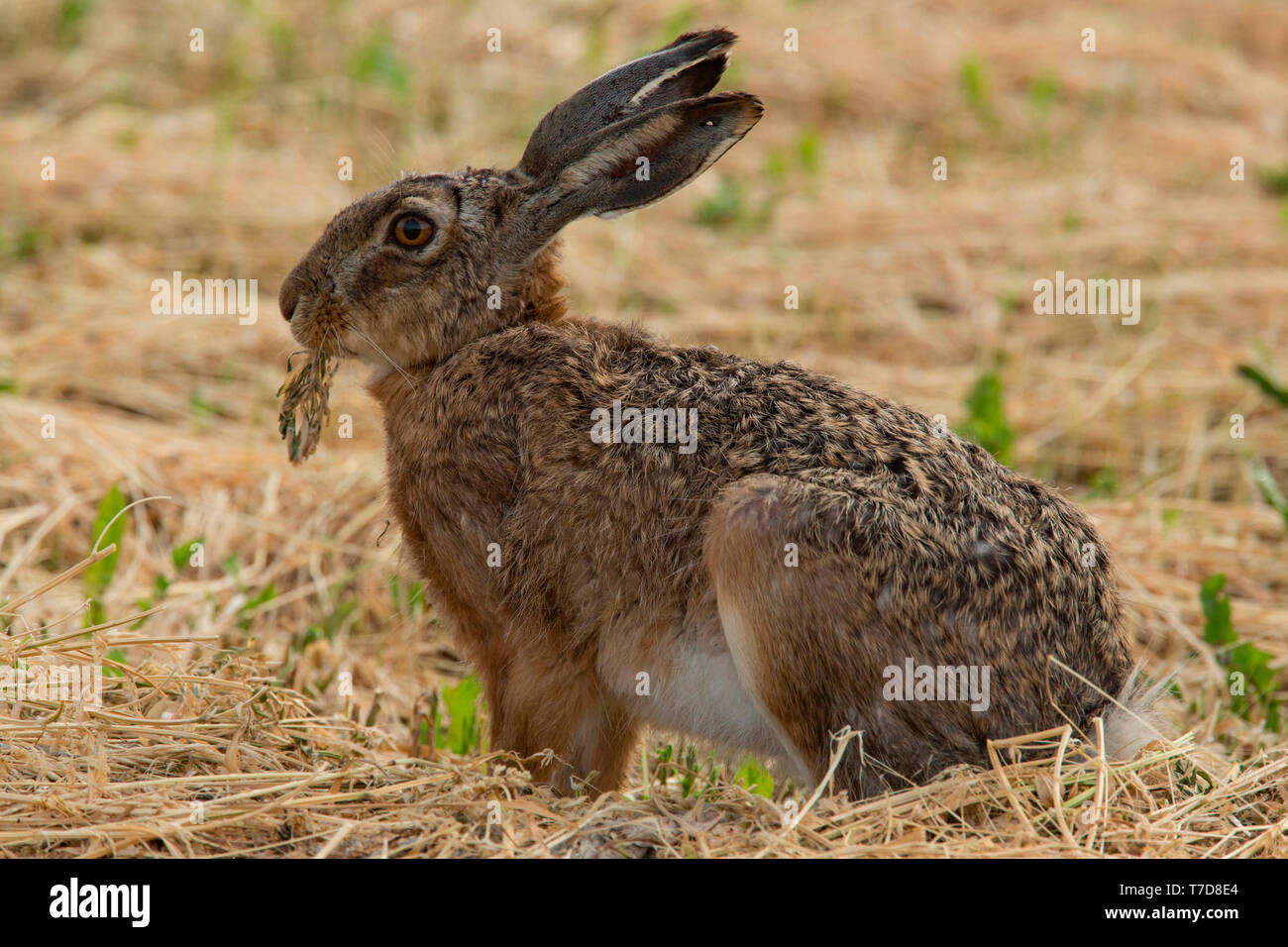 Europäische Hase (Lepus europaeus) Stockfoto