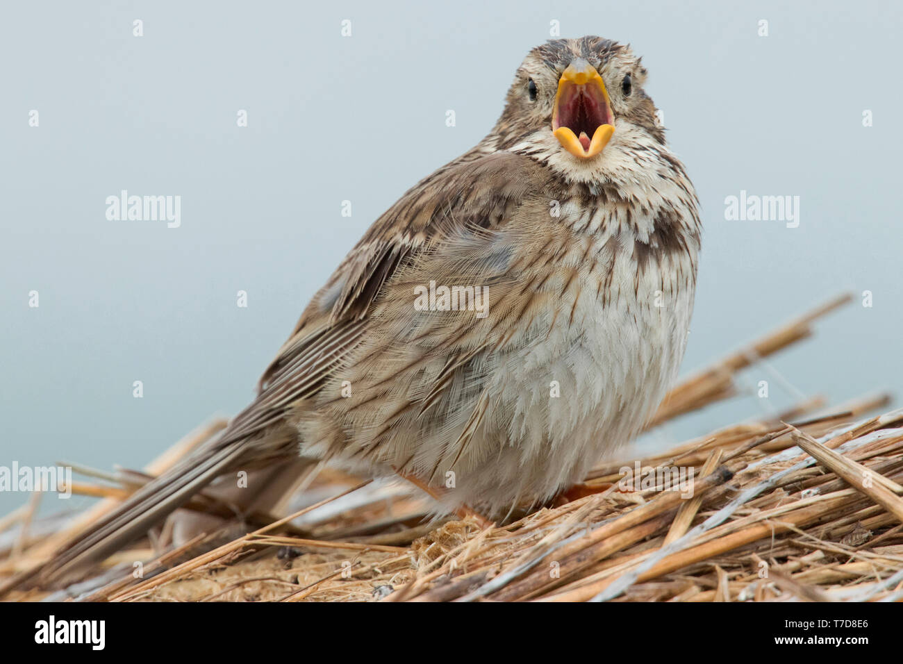 Corn Bunting, (Emberiza calandra) Stockfoto