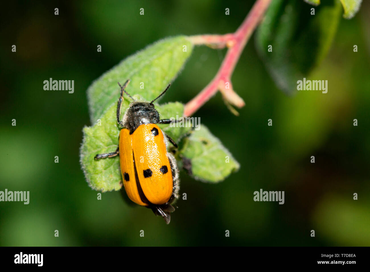 Lachnaia sexpunctata Stockfoto