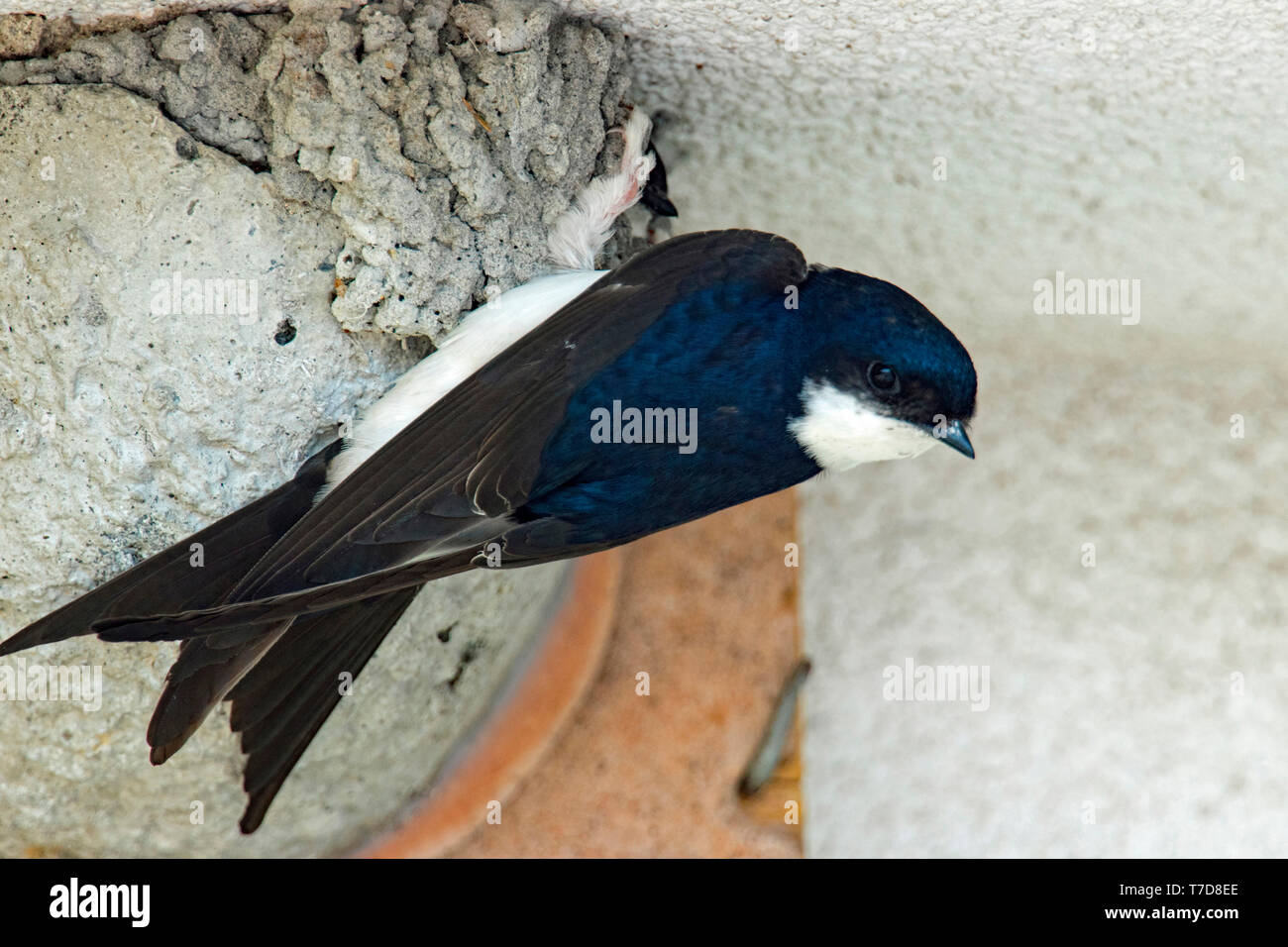 Common house Martin, (Delichon urbicum) Stockfoto