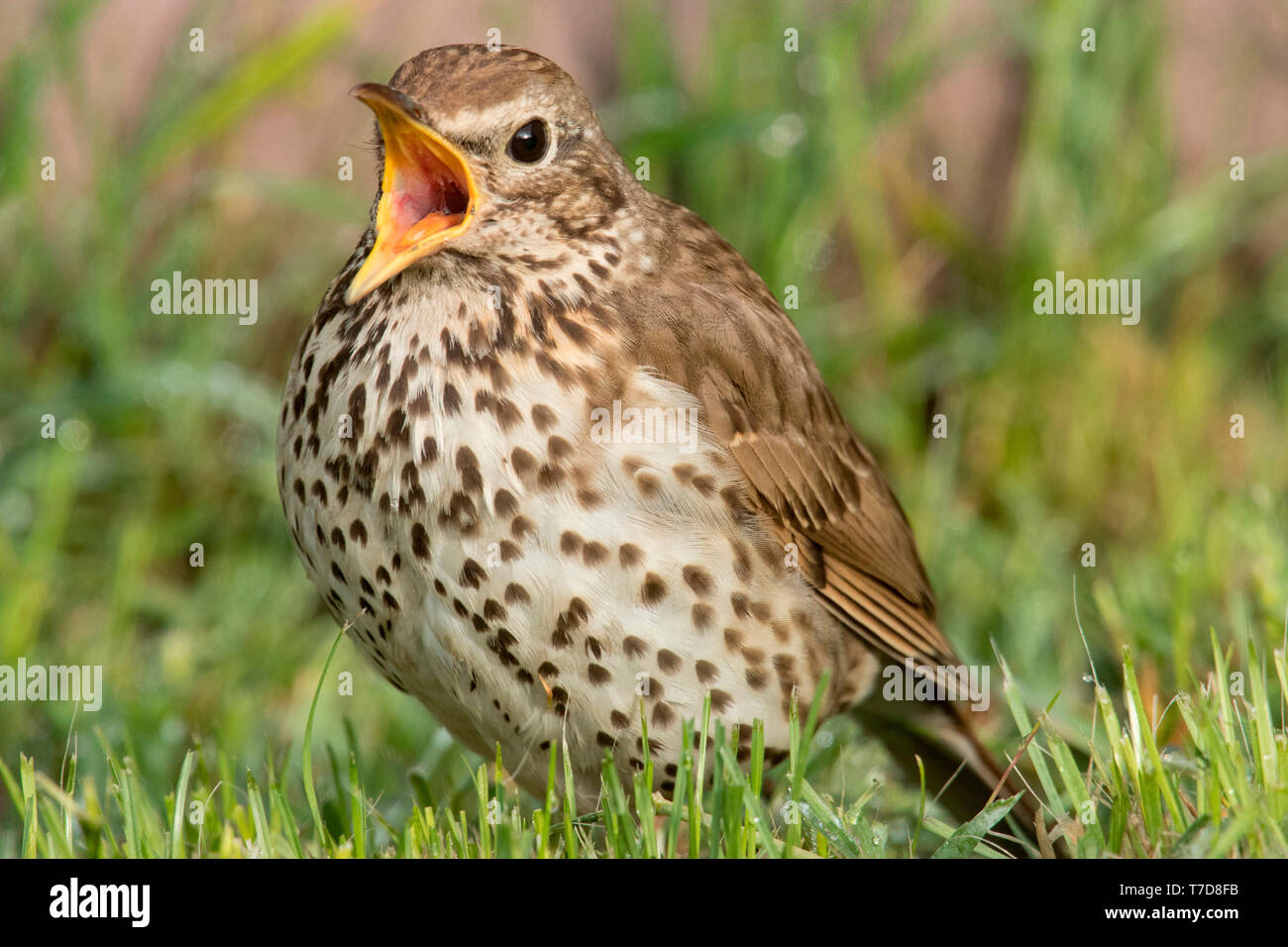 Singdrossel (Turdus philomelos) Stockfoto
