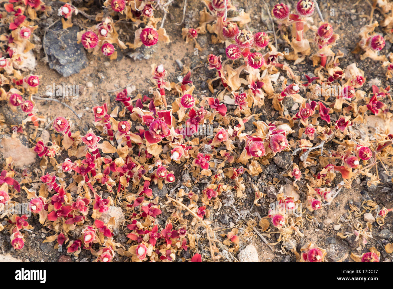 Salinen von Janubio, Lanzarote, Spanien Stockfoto