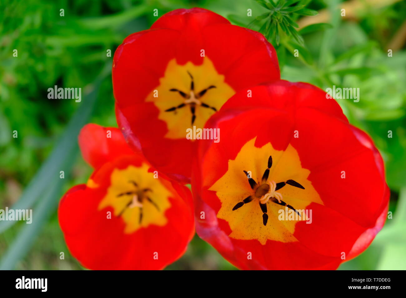 Rote Tulpen öffnen Stockfoto