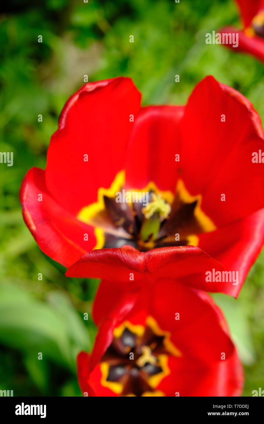 Rote Tulpen öffnen Stockfoto