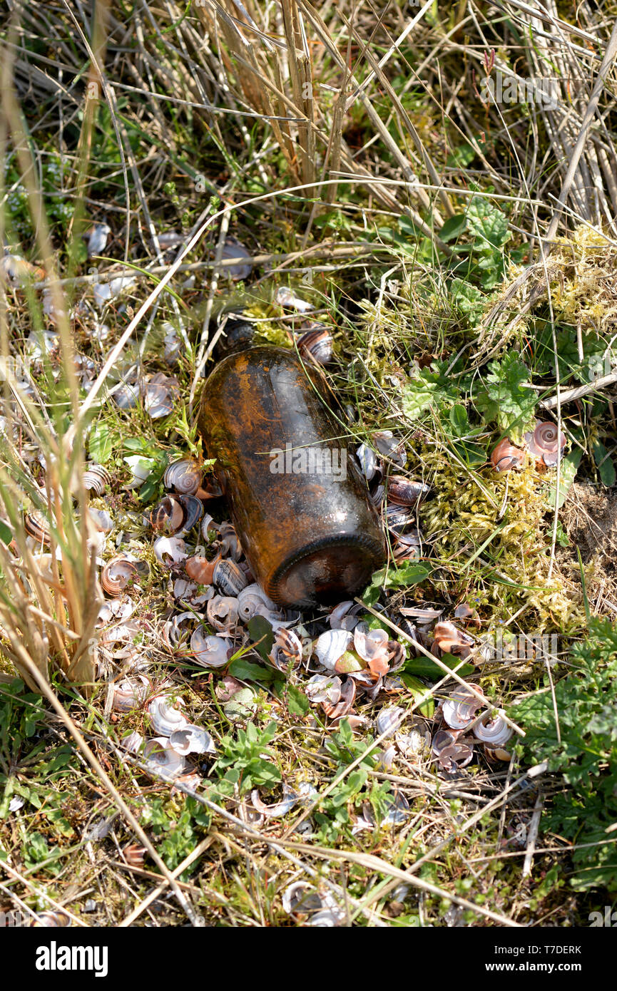 Eine weggeworfene Flasche hat eine nützliche Amboss für eine singdrossel Schnecken zu öffnen. Die leeren Schalen sind um in Ihren 100 s gestreut. Stockfoto