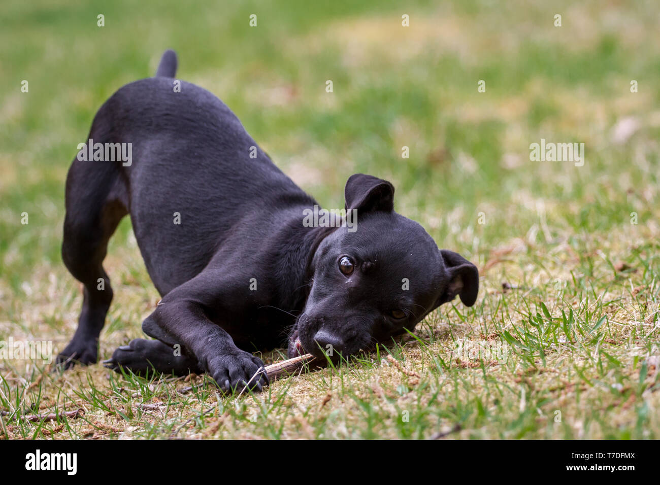 Patterdale Terrier Welpen spielen mit einem Stick Stockfoto