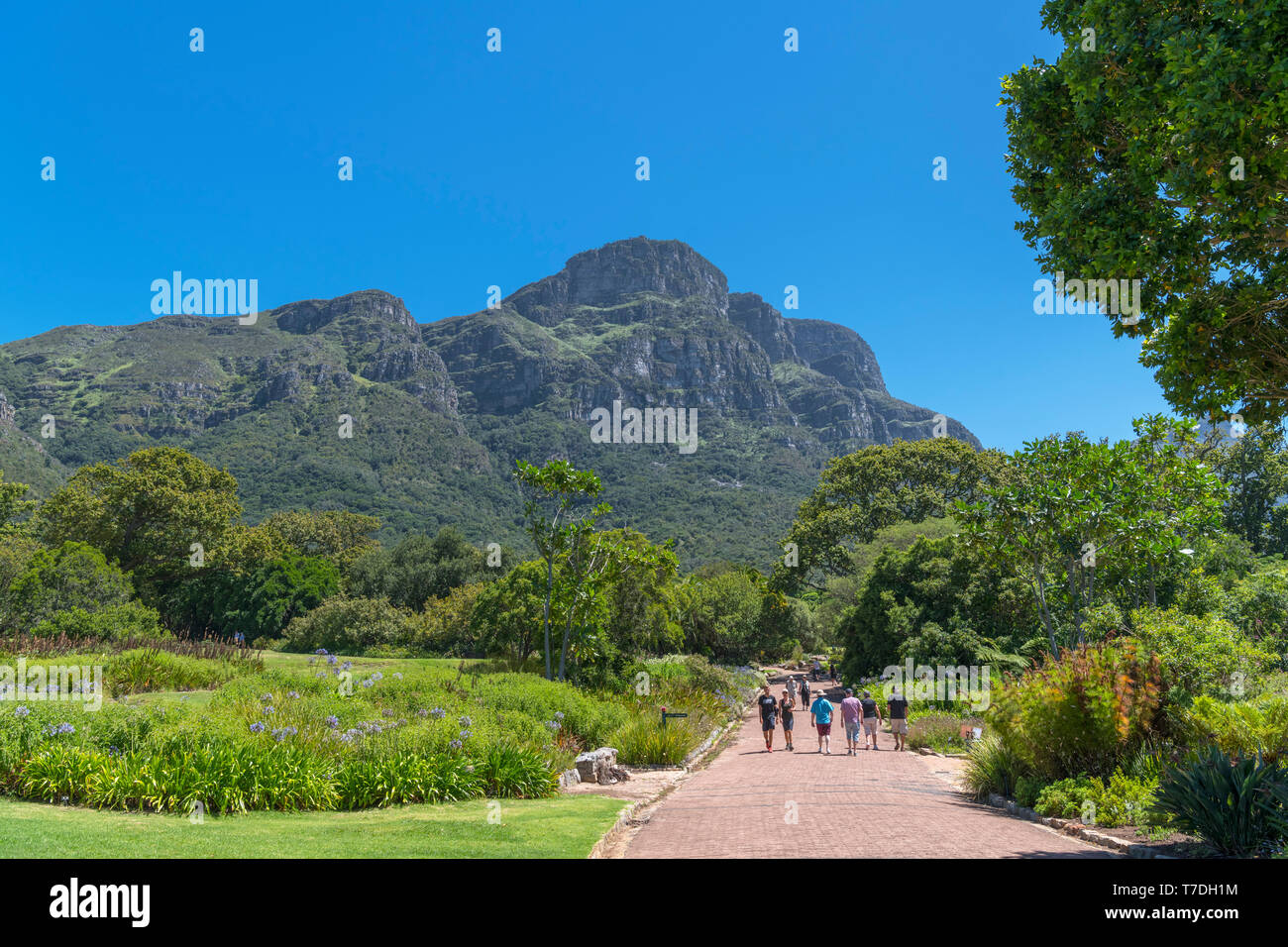 Kirstenbosch National Botanical Garden mit Blick auf die Ostseite des Table Mountain, Cape Town, Western Cape, Südafrika Stockfoto