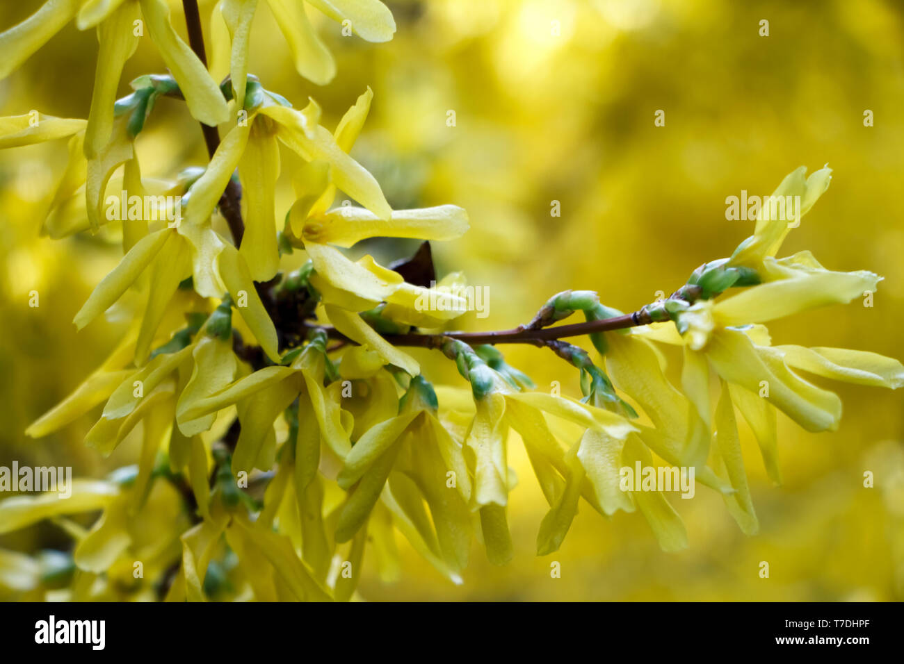 Nahaufnahme der Blüte cotoneaster Niederlassung im Frühjahr, Hintergrund oder Konzept Stockfoto