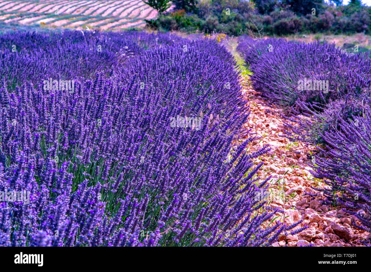 Lavendel der Provence, Sommer lila Lavendel Felder mit blühenden Pflanzen  in Van de Sault, Vaucluse, Frankreich, Natur Hintergrund Stockfotografie -  Alamy