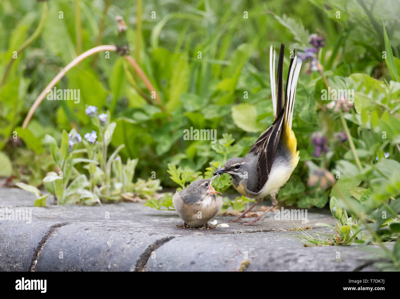 Gebirgsstelze, Motacilla cinerea, füttern ihre jungen Küken in Powys, Wales. Mai 2019 Stockfoto