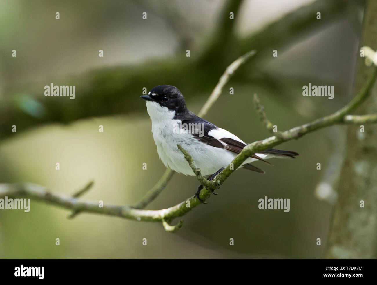 Europäische Pied, Ficedula 'So Sweet, männlich in einem bewaldeten Tal, Powys, Wales, Großbritannien Mai 2019 Stockfoto