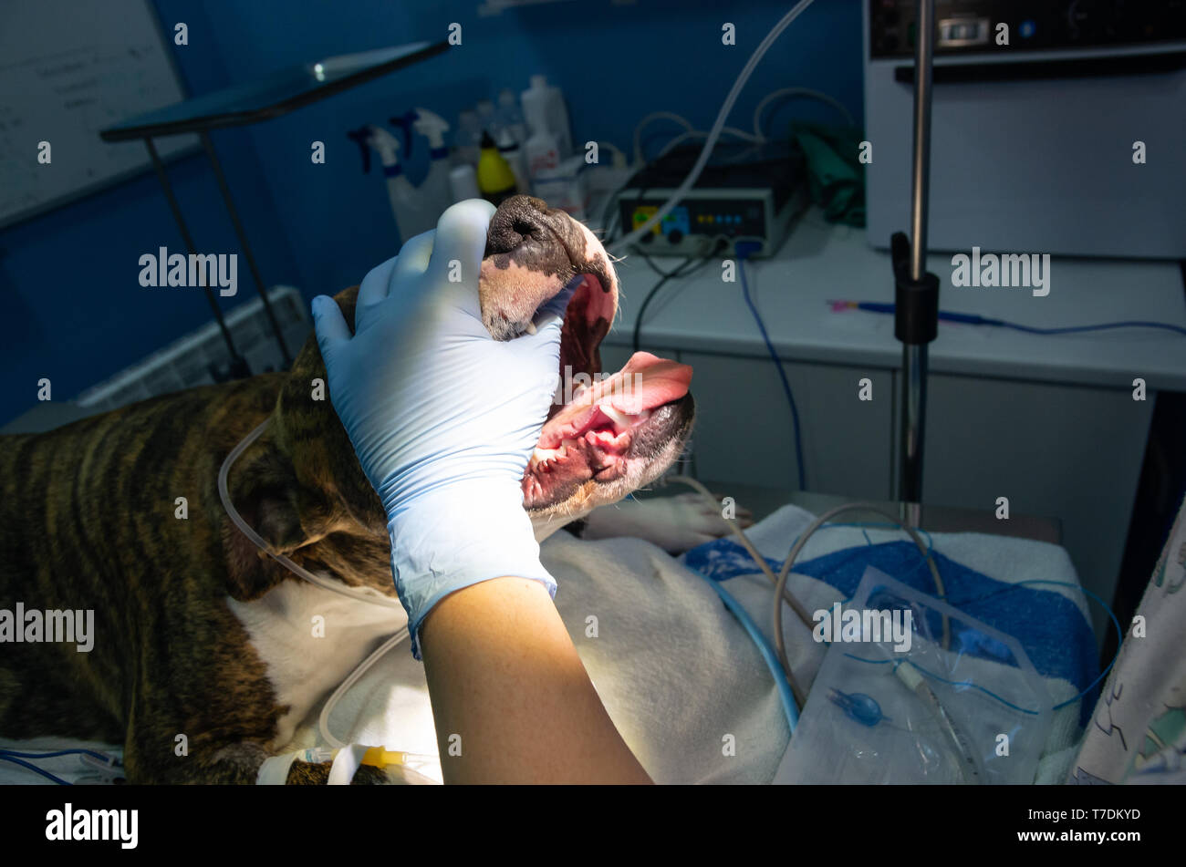 Endotracheale Intubation in ein Narkosemittel Hund vor einer Operation Stockfoto