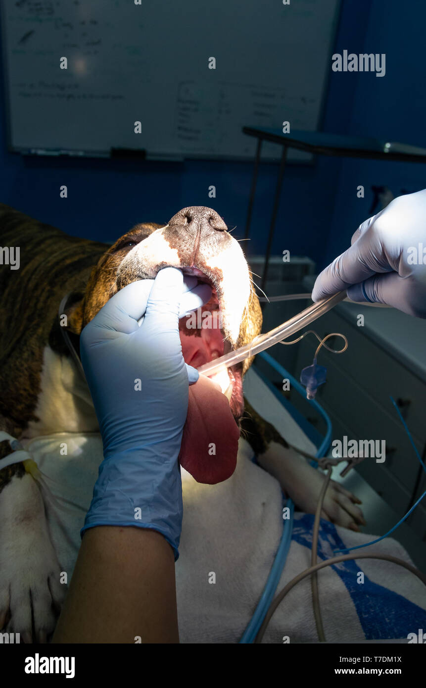 Endotracheale Intubation in ein Narkosemittel Hund vor einer Operation Stockfoto