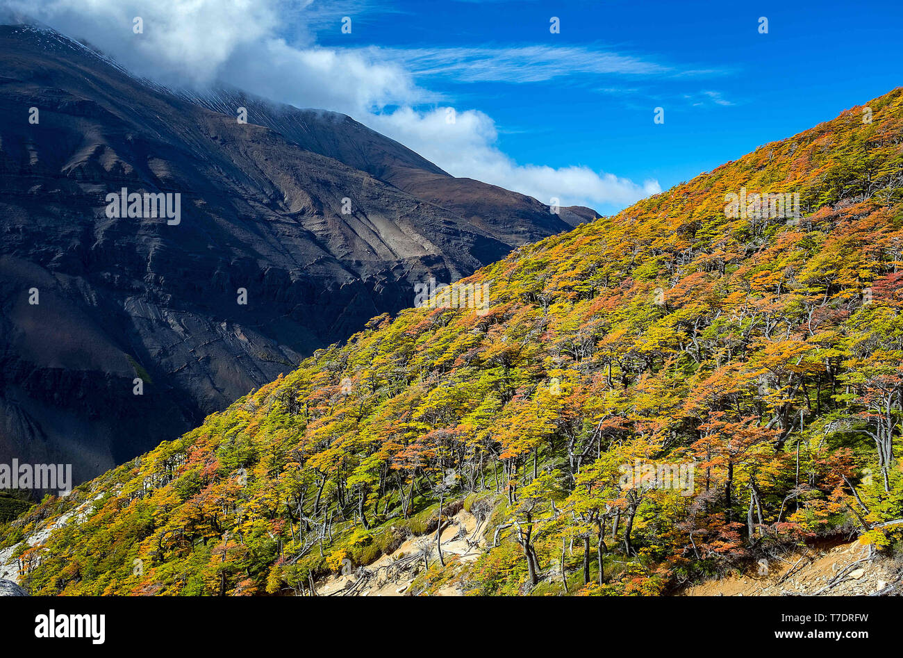 April 2019: Lebendige Farben des Herbstes in der Nähe von Paine Towers, Mirador de Las Torres, Torres del Paine Nationalpark, Patagonien, Chile. Stockfoto