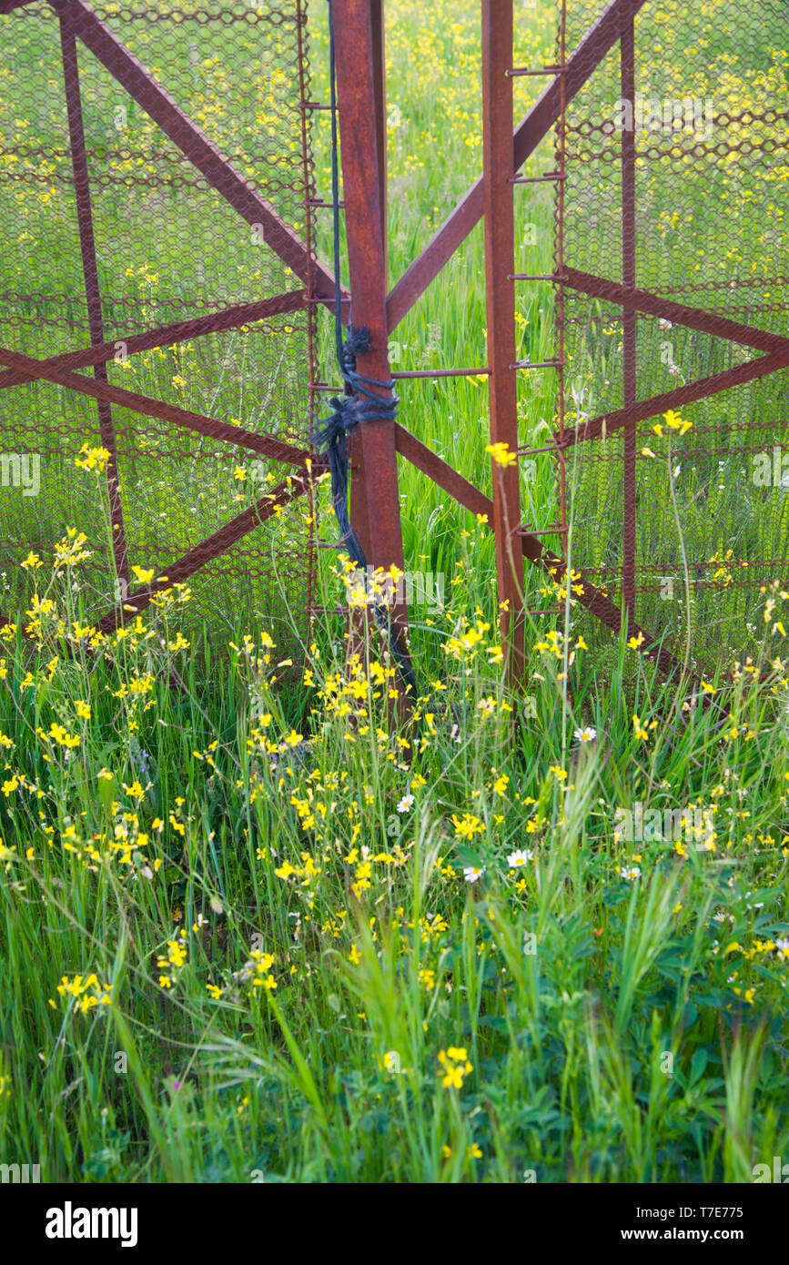 Rostigem Eisen Zaun und wilden Blumen. Stockfoto