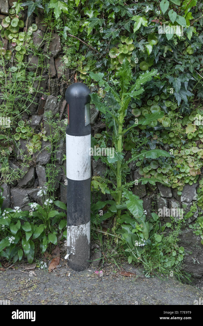 Kunststoff Straße Poller mit Stacheligen Sow-Thistle/Sonchus asper immer daneben. Großbritannien gemeinsame Unkraut Konzept. Stockfoto