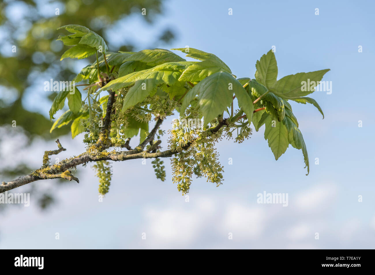 Laub / Blätter blühender Sycamore / Acer pseudoplatanus Baum in hellem Sommersonnenlicht. Sycamore ist ein Mitglied der Ahornfamilie. Herbal verwendet. Stockfoto