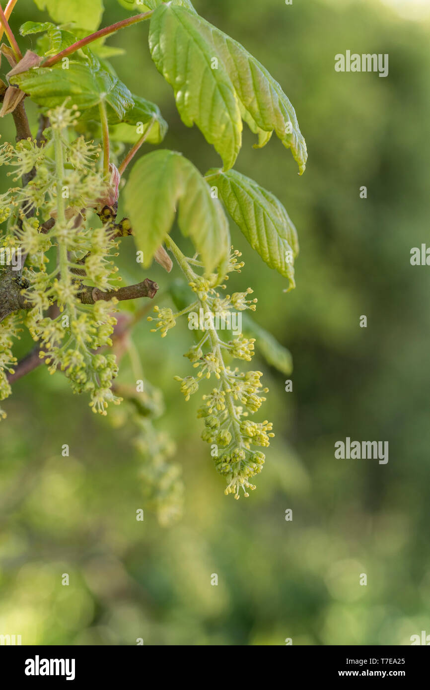 Laub / Blätter blühender Sycamore / Acer pseudoplatanus Baum in hellem Sommersonnenlicht. Sycamore ist ein Mitglied der Ahornfamilie. Herbal verwendet. Stockfoto