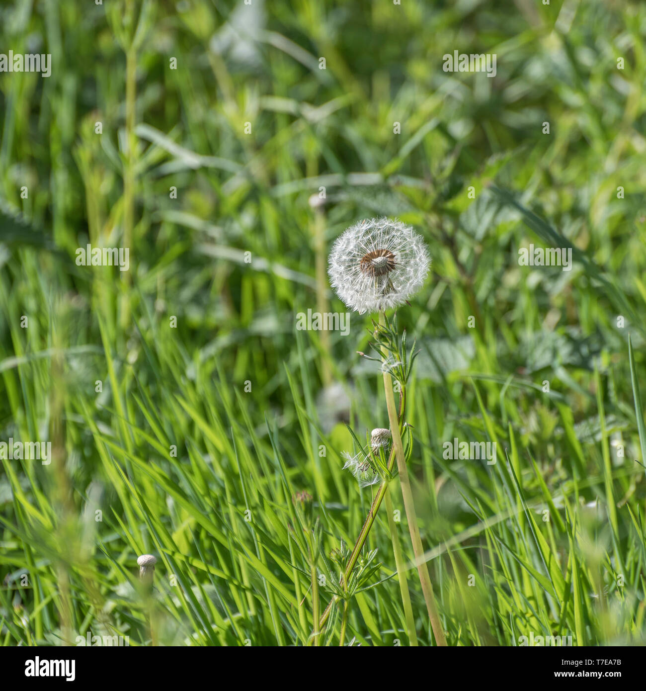 Einsame Löwenzahn/Taraxacum officinale Puff-ball Samen Kopf Wecker Stockfoto