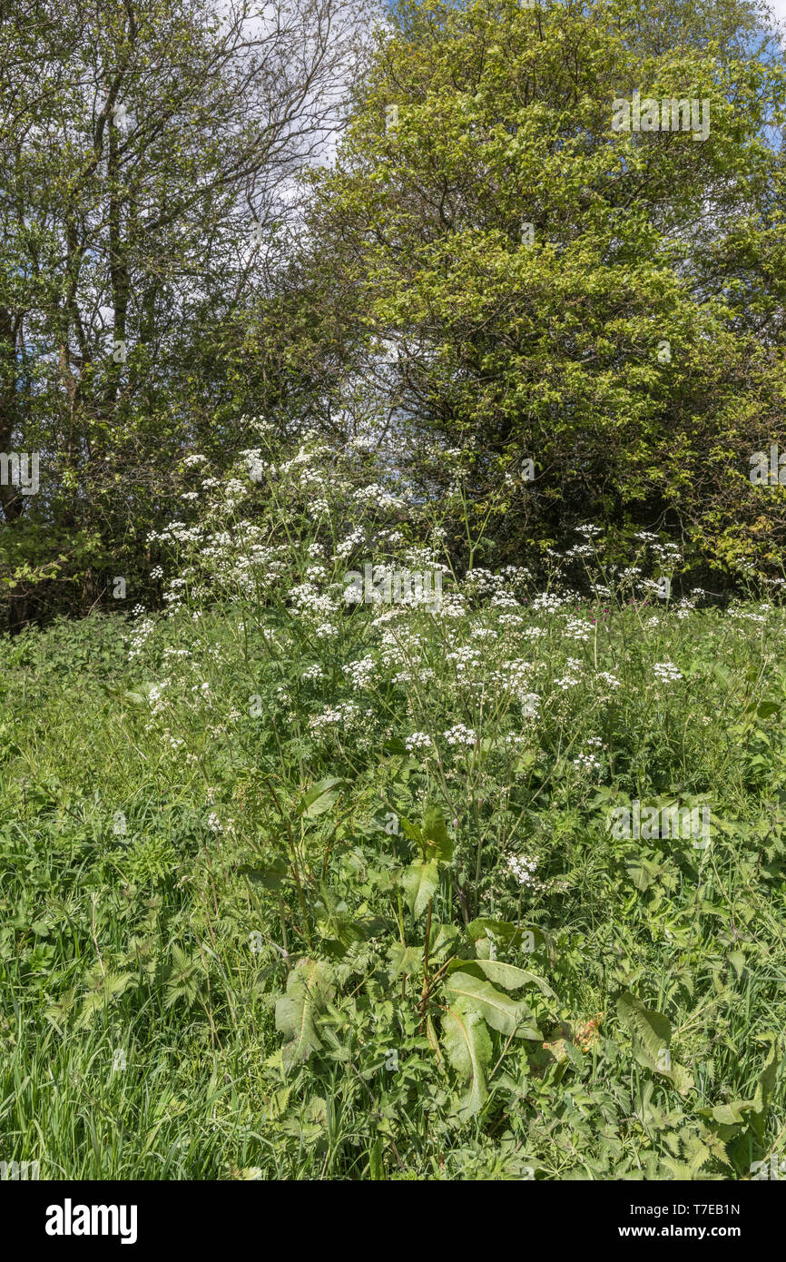 Kuh Petersilie/Anthriscus sylvestris in Blume [kann], die auf der Straße steht. Stockfoto