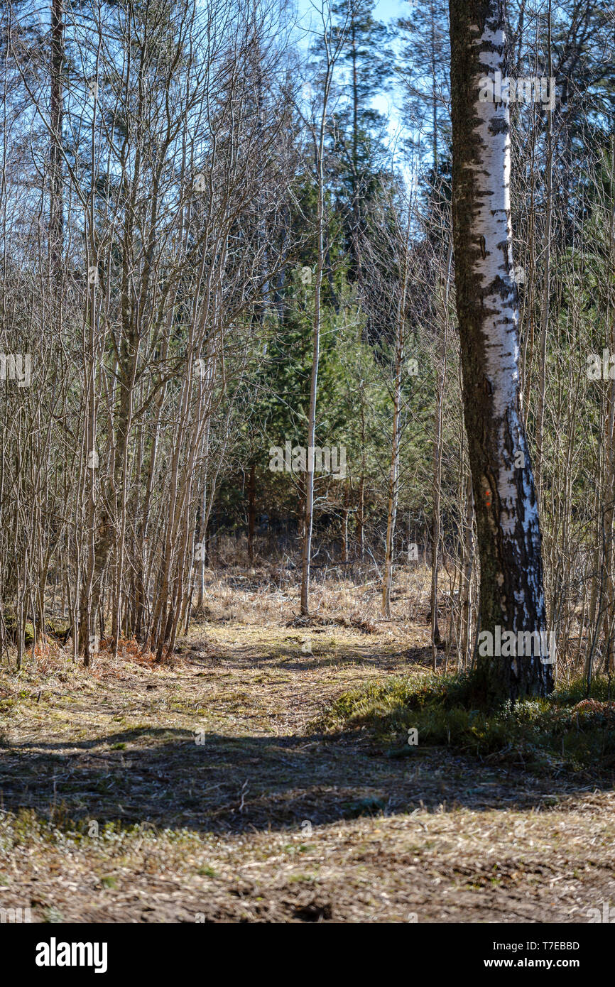 Trockene Baumstämme im Wald Frühling. leeren Boden keine Vegetation Stockfoto