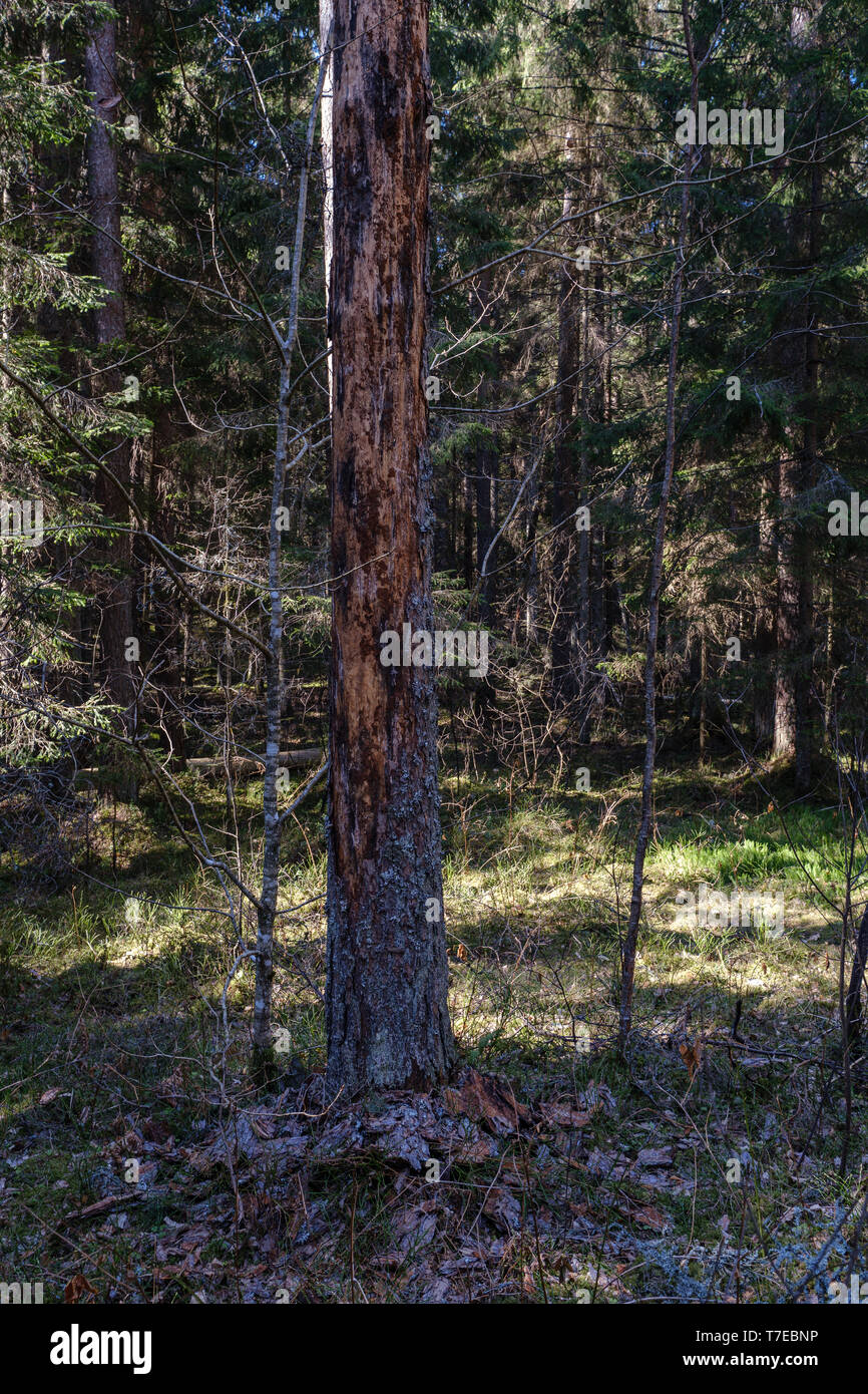 Trockene Baumstämme im Wald Frühling. leeren Boden keine Vegetation Stockfoto