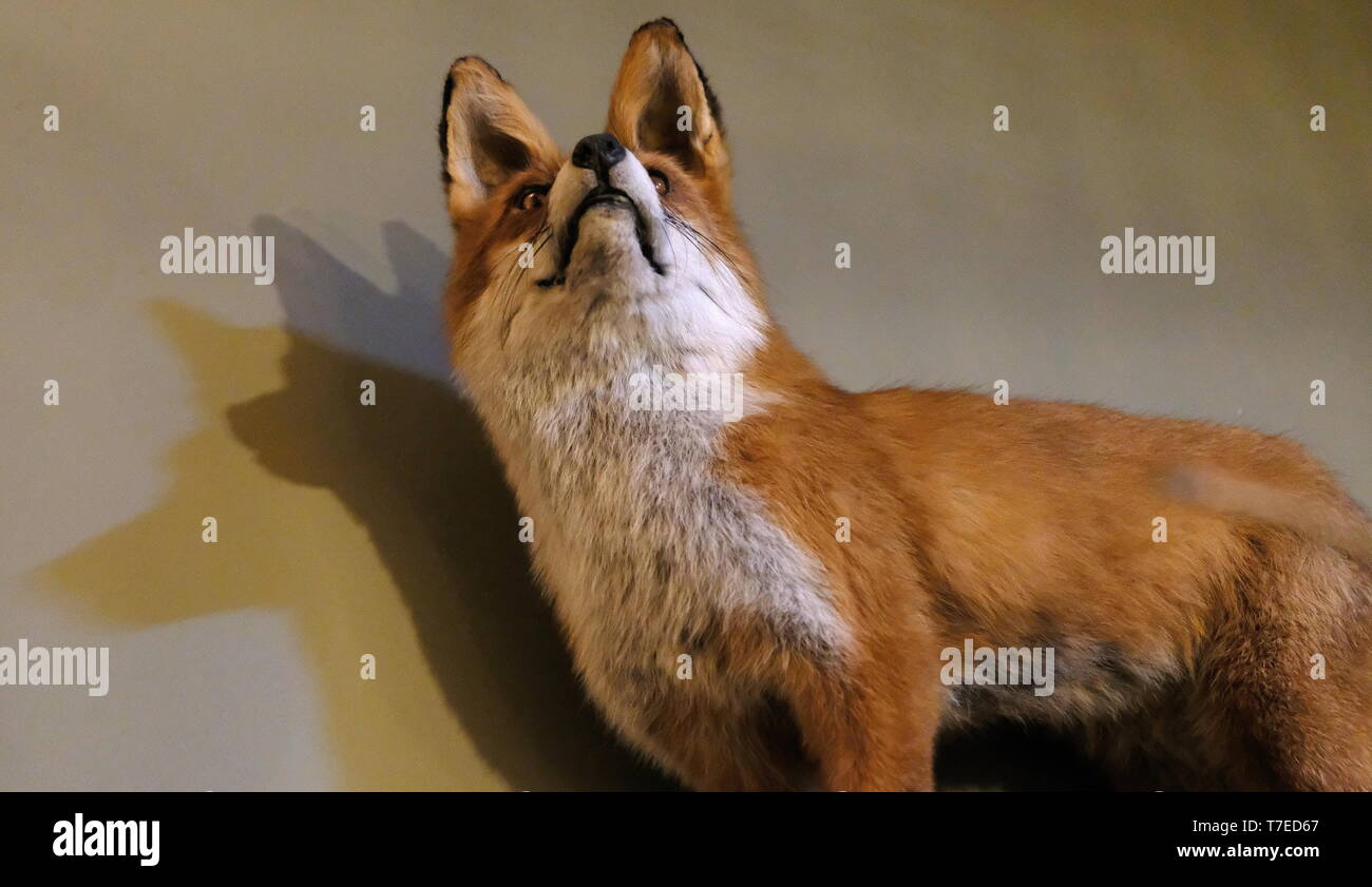 Gefüllte Kit fox posiert in Innenräumen gegen eine Wand. Stockfoto