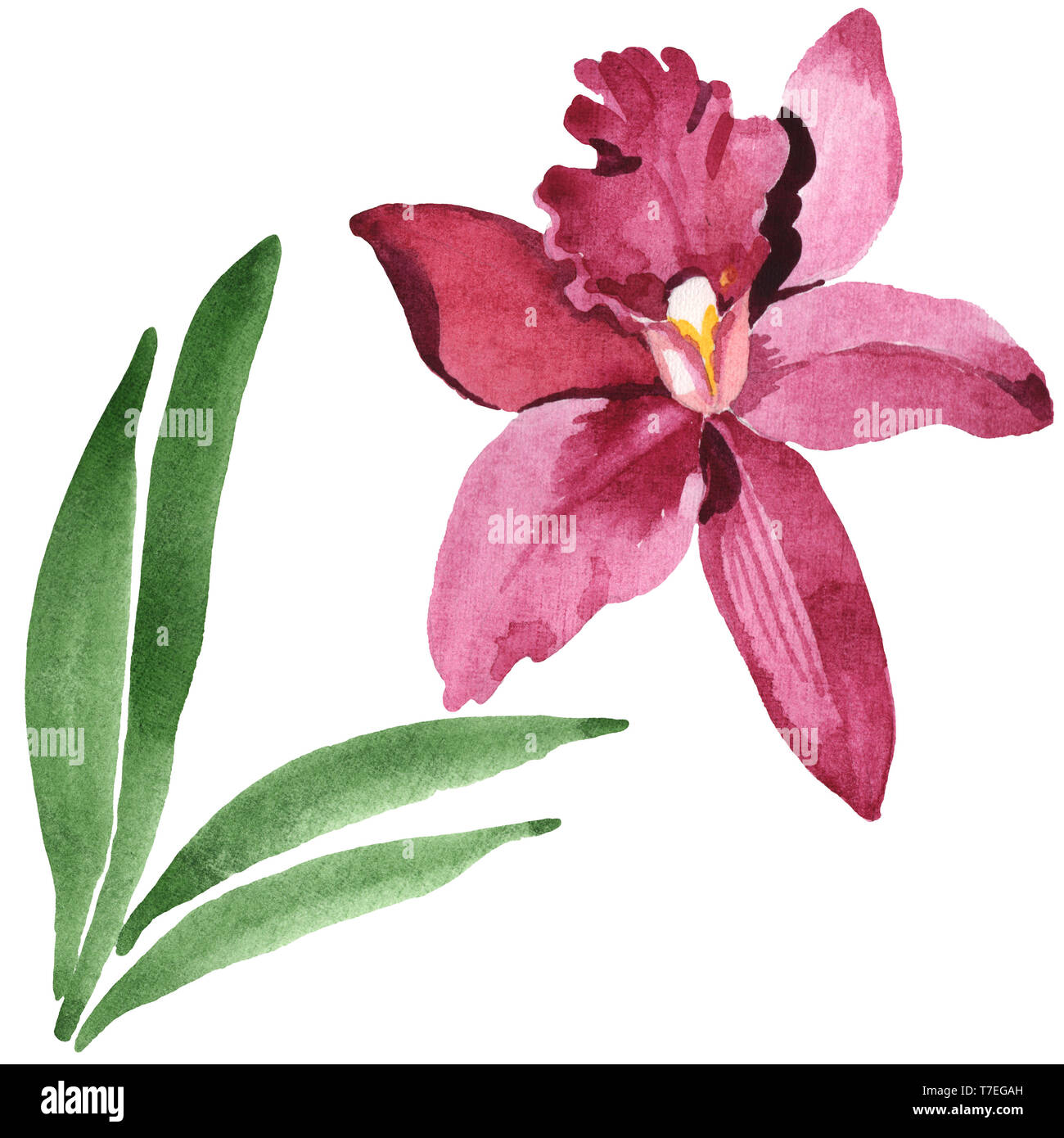 Marsala Orchidee Blumen botanischen Blumen. Wild Federblatt wildflower isoliert. Aquarell Hintergrund gesetzt. Aquarell Zeichnung mode Aquarelle isolat Stockfoto