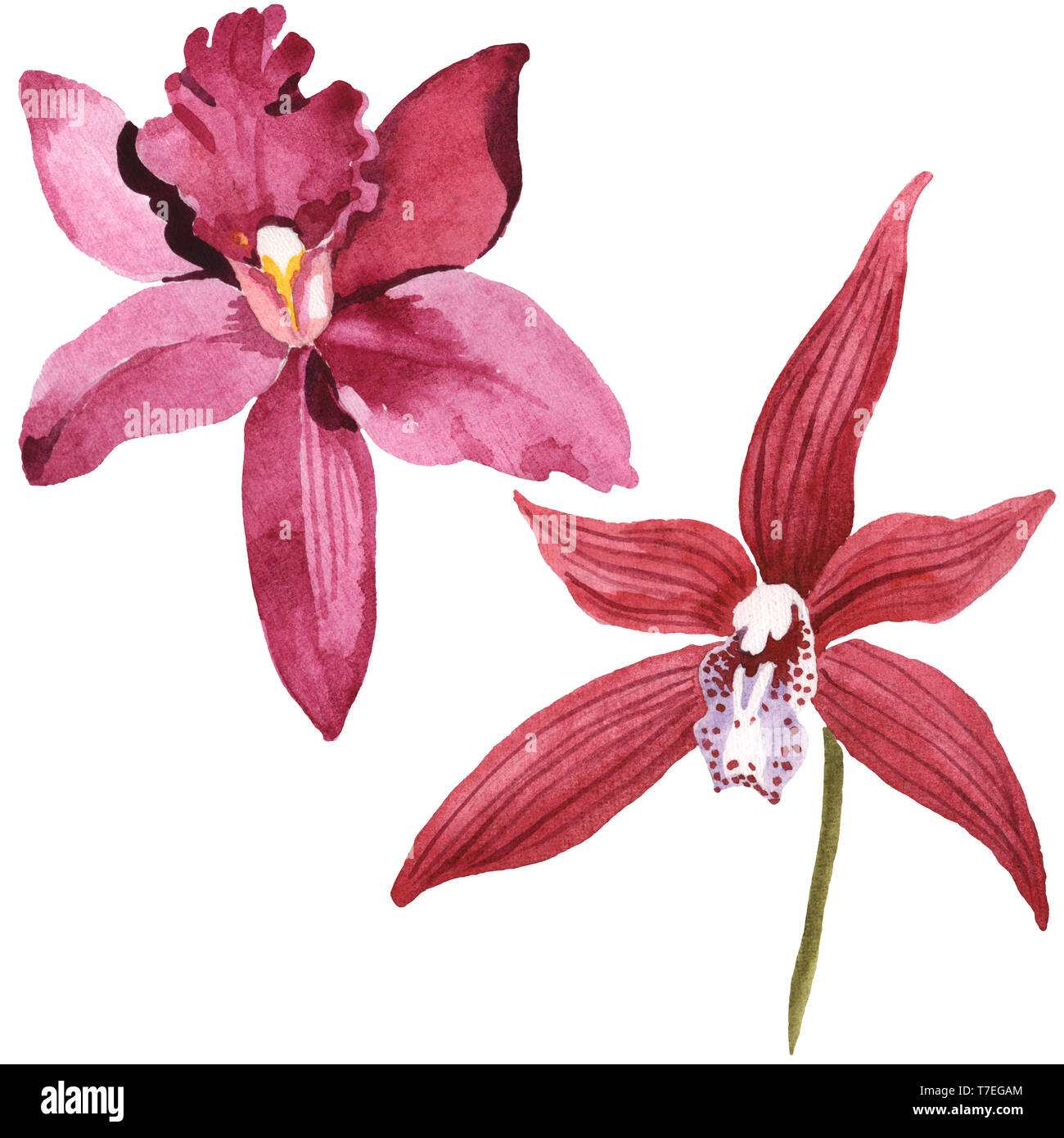 Marsala Orchidee Blumen botanischen Blumen. Wild Federblatt wildflower isoliert. Aquarell Hintergrund gesetzt. Aquarell Zeichnung mode Aquarelle isolat Stockfoto