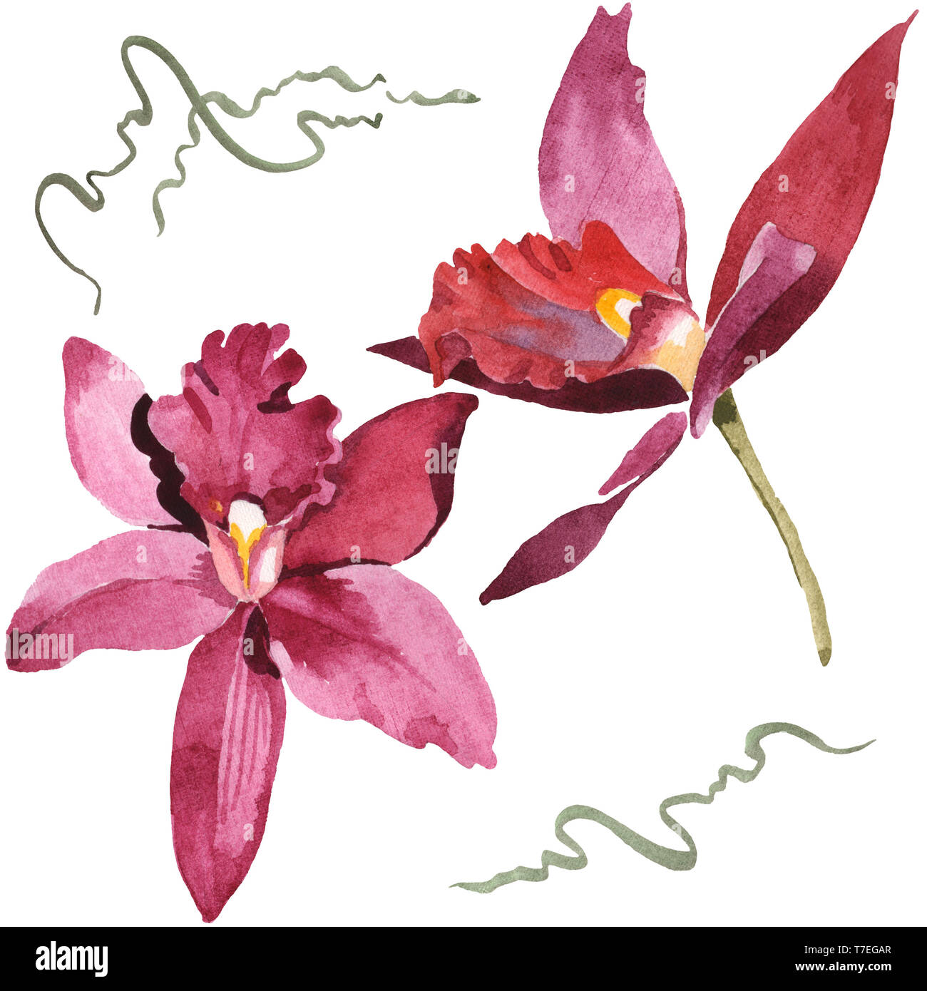 Marsala Orchidee Blumen botanischen Blumen. Wild Federblatt wildflower isoliert. Aquarell Hintergrund gesetzt. Aquarell Zeichnung mode Aquarelle isolat Stockfoto