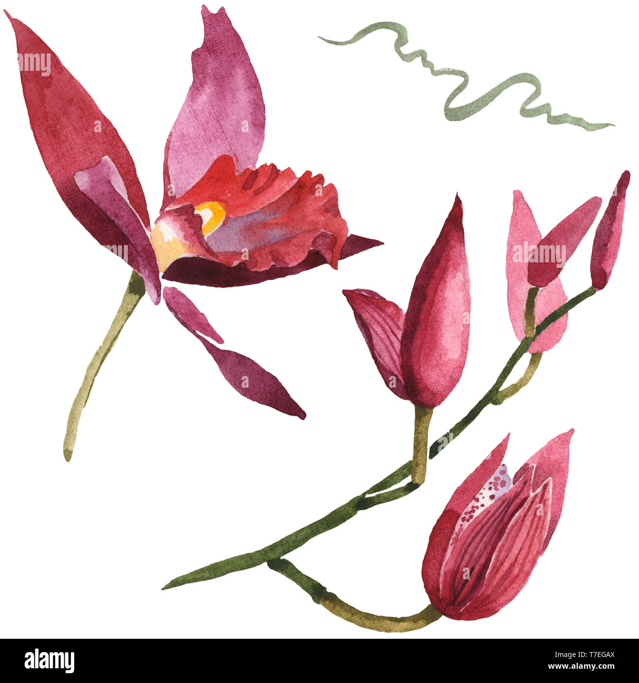 Marsala Orchidee Blumen botanischen Blumen. Wild Federblatt wildflower isoliert. Aquarell Hintergrund gesetzt. Aquarell Zeichnung mode Aquarelle isolat Stockfoto