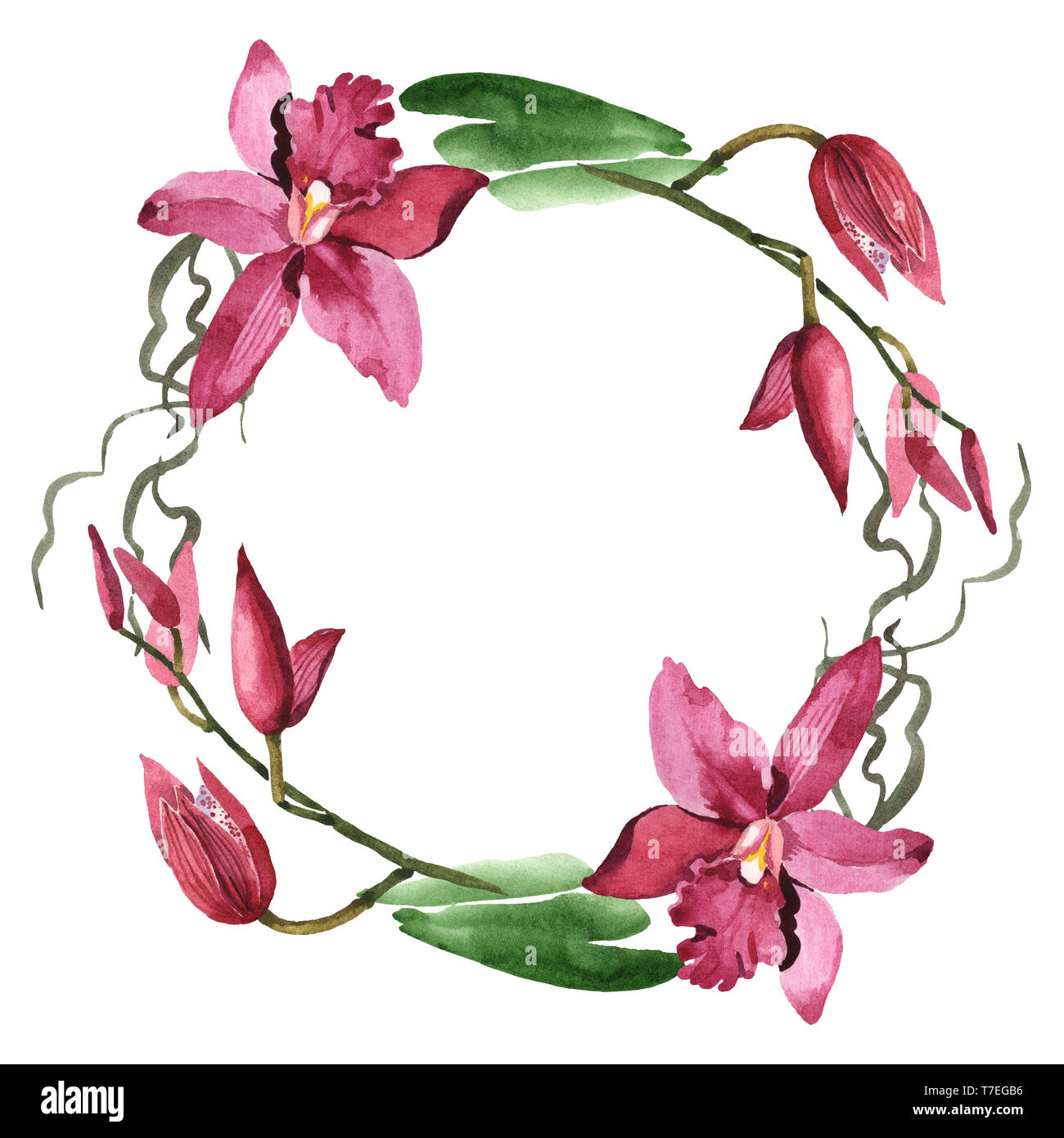 Marsala Orchidee Blumen botanischen Blumen. Wild Federblatt wildflower isoliert. Aquarell Hintergrund Abbildung. Aquarell Zeichnung Mode aqu Stockfoto