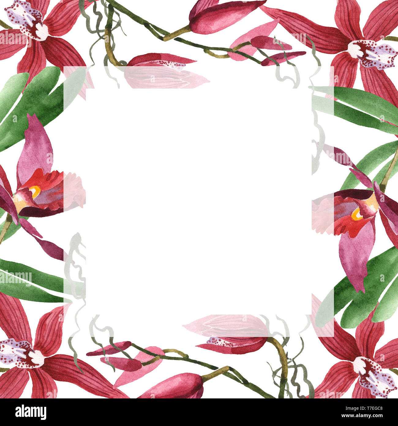 Marsala Orchidee Blumen botanischen Blumen. Wild Federblatt wildflower isoliert. Aquarell Hintergrund Abbildung. Aquarell Zeichnung Mode aqu Stockfoto