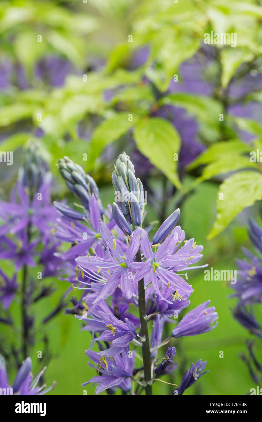 Camassia leichtinii caerula Blumen durchzugehen, Cornus verlässt. Stockfoto
