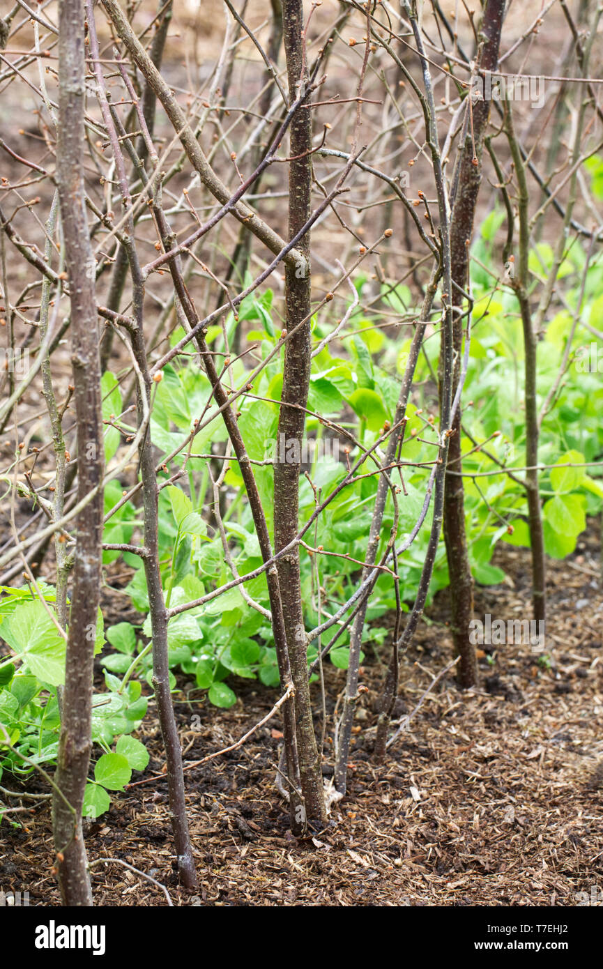 Pisum sativum var. saccharatum "Grüne Schönheit" im Gemüsegarten im RHS Wisley. Schnee Erbsen. Stockfoto