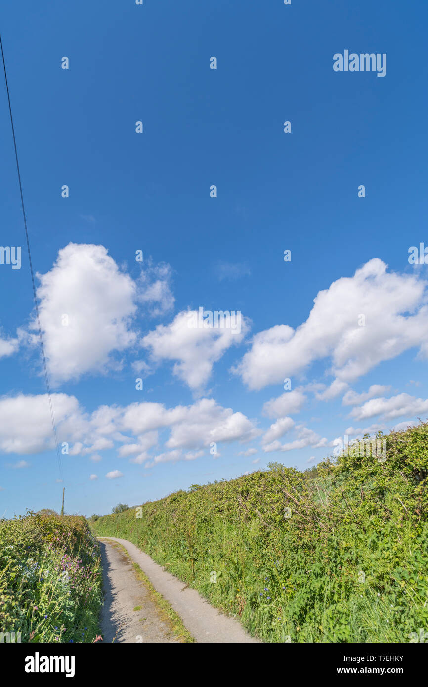 Cornish Lane mit hohen Hecken gegen den blauen sonnigen Himmel [kann]. Metapher der Long Road Ahead, Straßen und persönliche Träume, "Kopf in den Wolken", am Anschluss Stockfoto