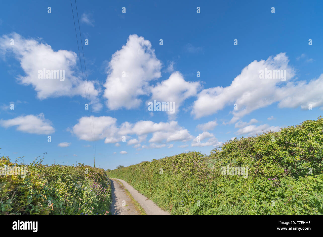 Cornish Lane mit hohen Hecken gegen den blauen sonnigen Himmel [kann]. Metapher der Long Road Ahead, Straßen und persönliche Träume, "Kopf in den Wolken", am Anschluss Stockfoto