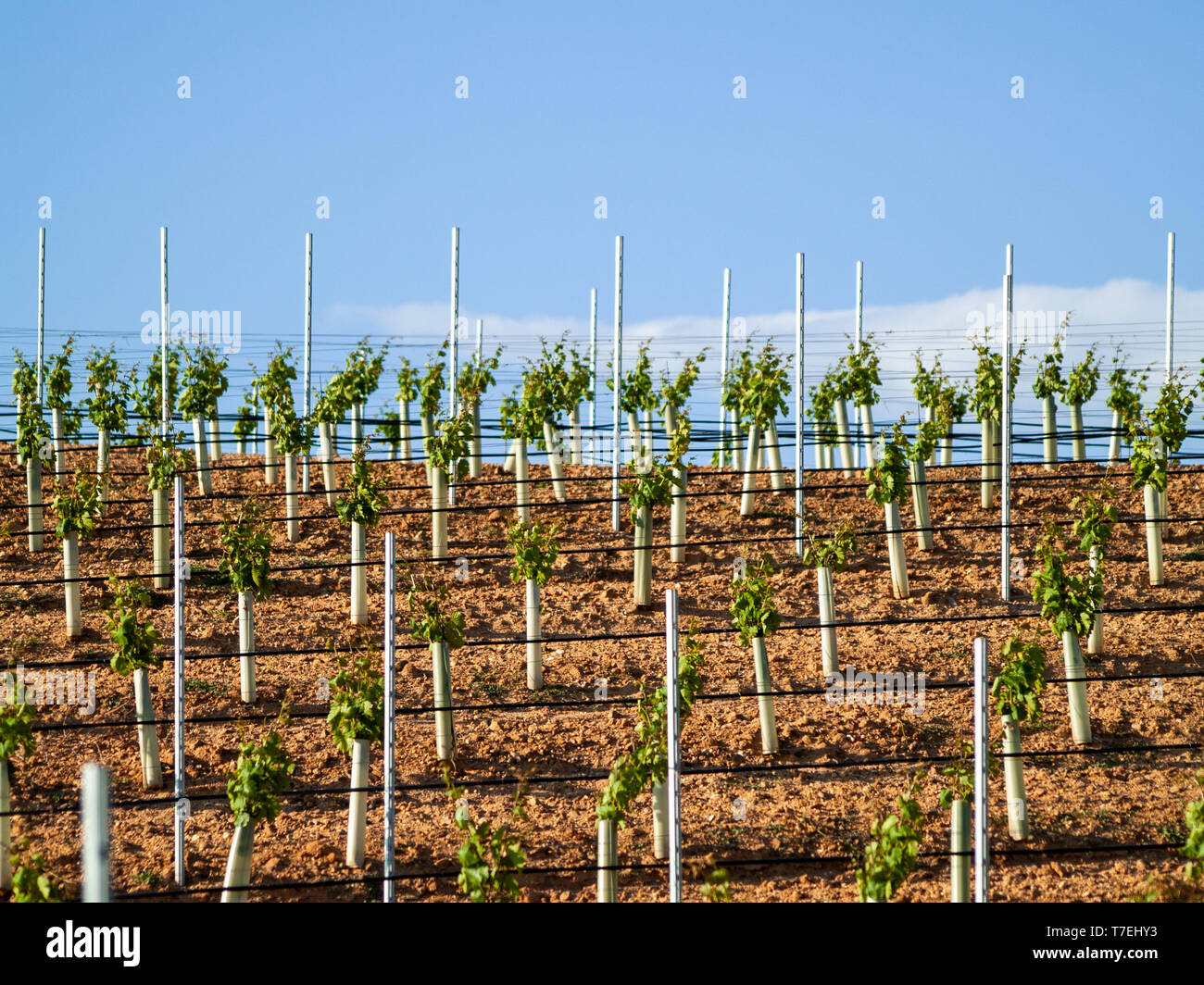 Eine Landschaft von ländlichen Kultur in Spalier Weinberg im Frühjahr in den Ursprungsbezeichnung Ribera del Duero in Spanien Stockfoto