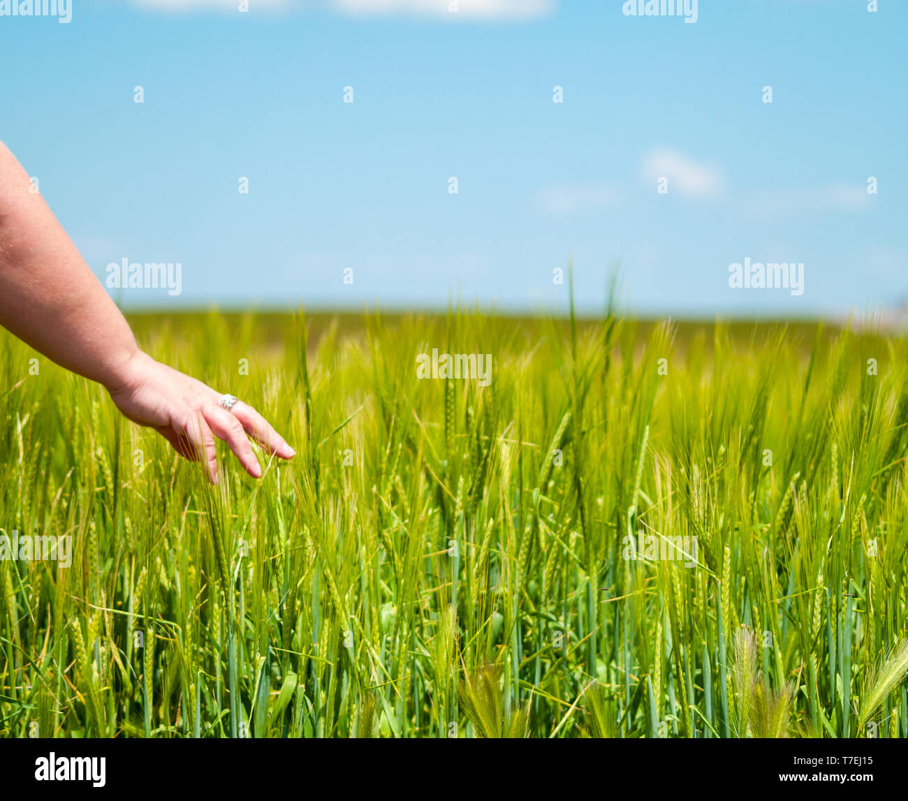 Nicht erkennbare Person spielen mit seiner Hand die Pflanzen in einem Getreidefeld in Sommergerste Stockfoto