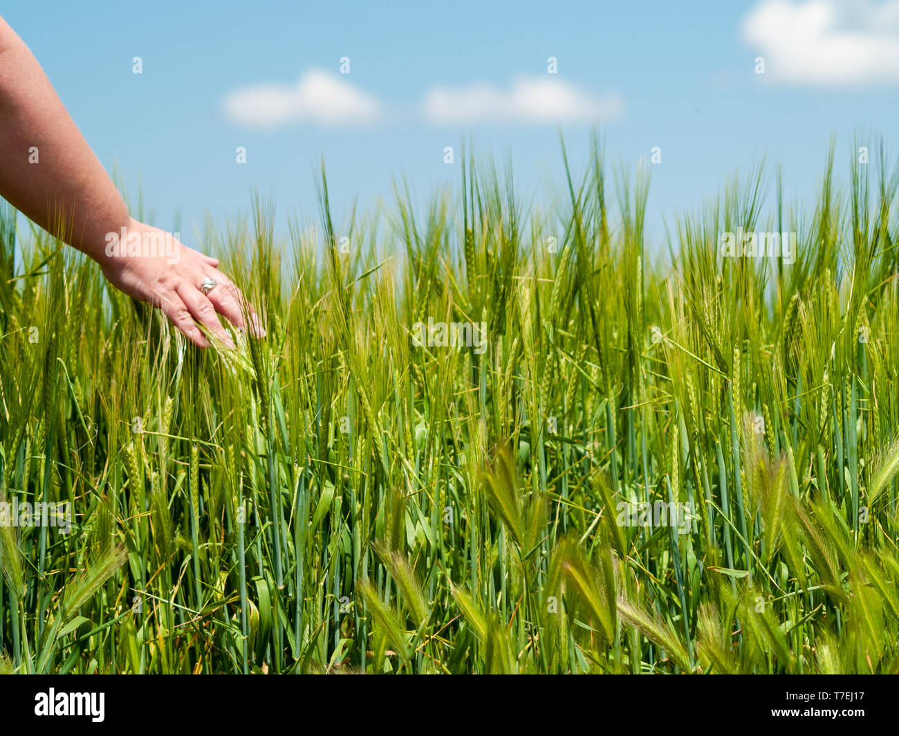Nicht erkennbare Person spielen mit seiner Hand die Pflanzen in einem Getreidefeld in Sommergerste Stockfoto