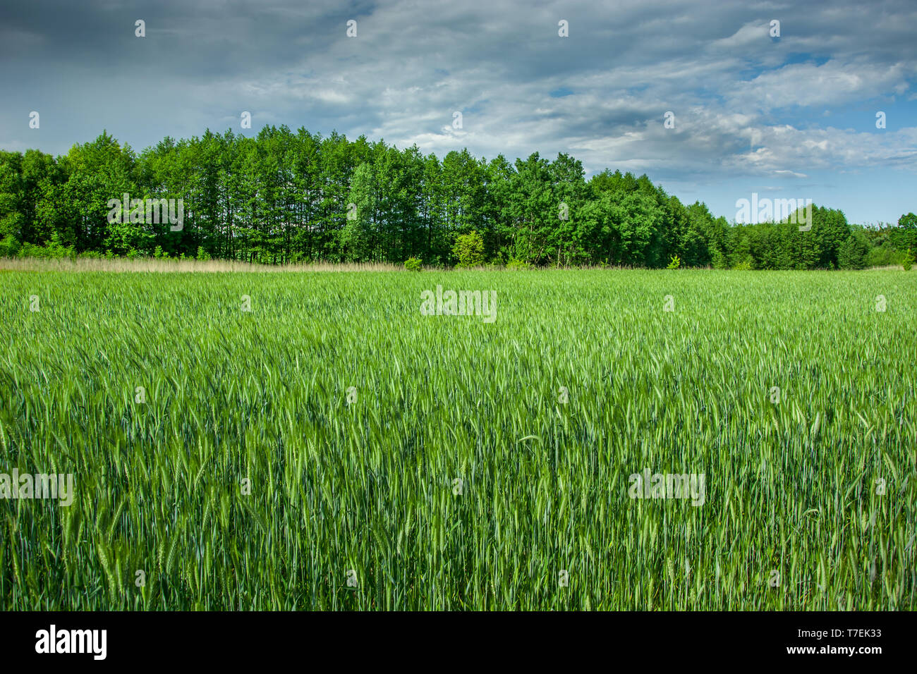 Grüne Getreide, Bäume und graue Wolken im Himmel Stockfoto
